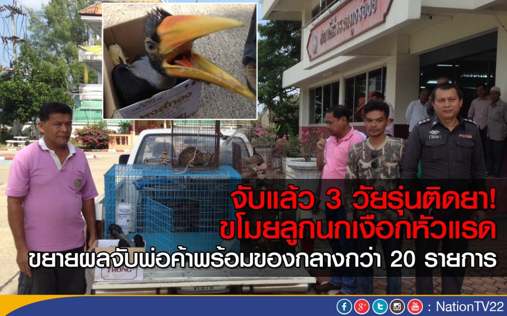 จับแล้วขโมย-รับซื้อ  ลูกนกเงือกหัวแรดเขาบูโด