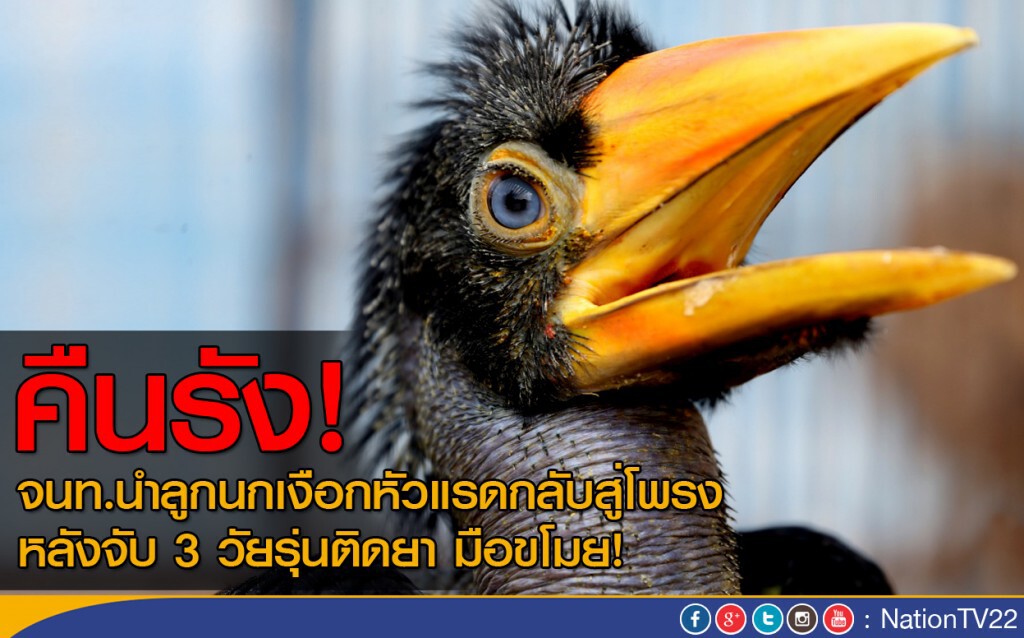 จนท.นำลูกนกเงือกหัวแรดคืนโพรง หลังจับ 3 มือขโมย! จนท.นำลูกนกเงือกหัวแรดคืนโพรง หลังจับ 3 มือขโมย!