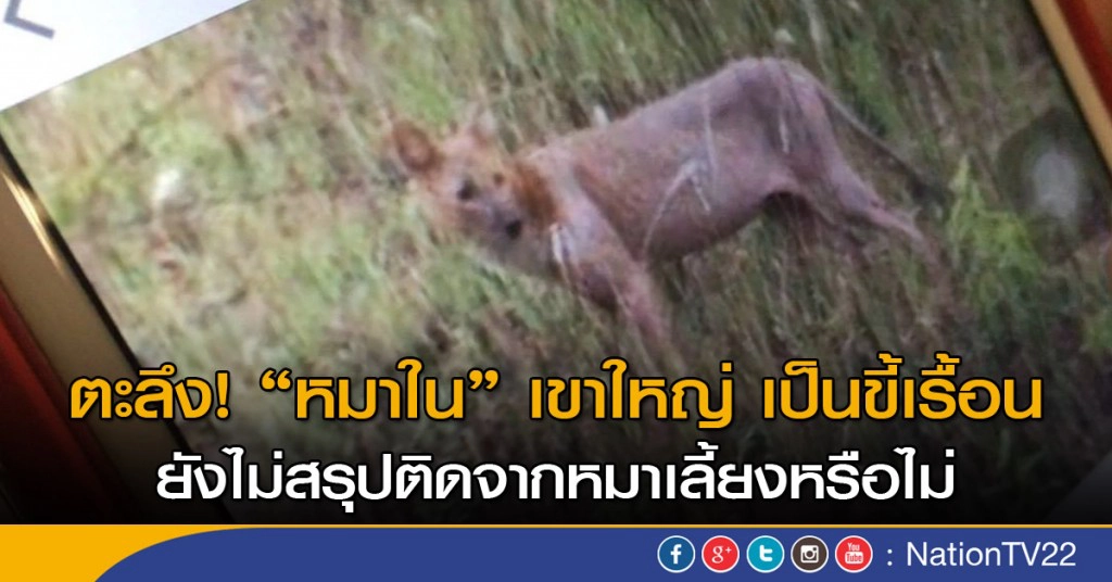 พบ "หมาใน" อุทยานแห่งชาติเขาใหญ่เป็น"ขี้เรื้อน"