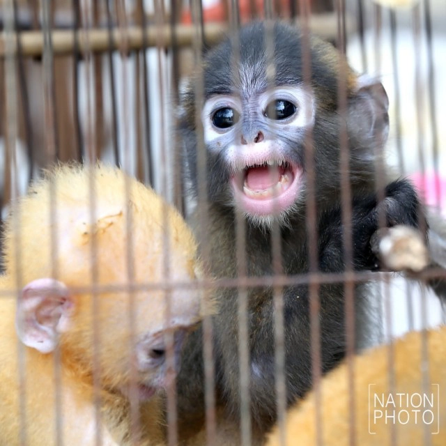 ลูกค่างแว่นถิ่นใต้-ลูกนกเค้าแมวป่าหลังจุด พ้นเงื้อมมือแก๊งล่าสัตว์ป่า