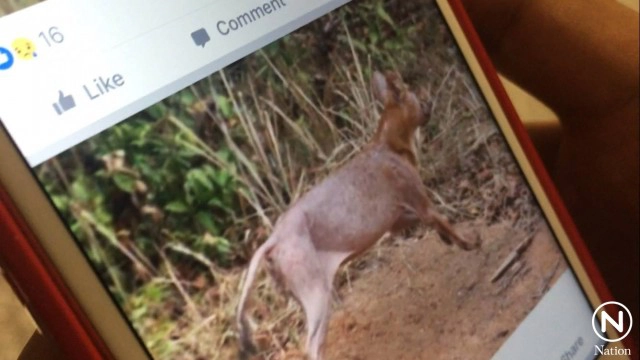 พบ "หมาใน" อุทยานแห่งชาติเขาใหญ่เป็น"ขี้เรื้อน"