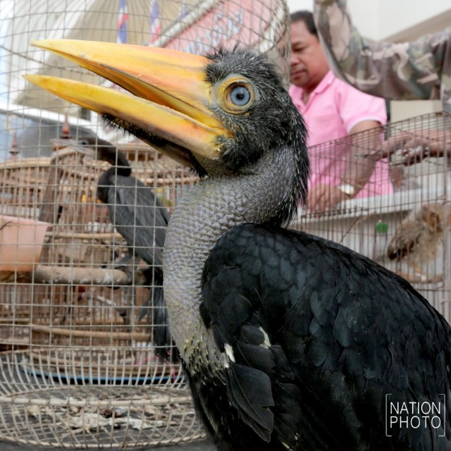 กรมอุทยานฯเสนอเพิ่มโทษรุนแรง!
 "กฎหมายค้าสัตว์ป่า" 
หลังคนร้ายเหิมขโมยลูกนกเงือก