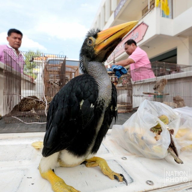 ลูกค่างแว่นถิ่นใต้-ลูกนกเค้าแมวป่าหลังจุด พ้นเงื้อมมือแก๊งล่าสัตว์ป่า