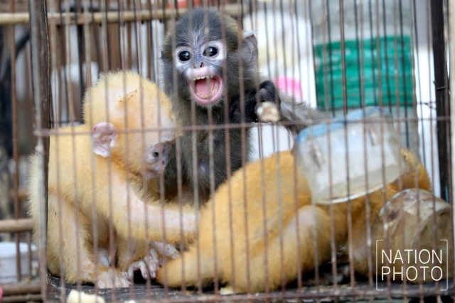 ลูกค่างแว่นถิ่นใต้-ลูกนกเค้าแมวป่าหลังจุด พ้นเงื้อมมือแก๊งล่าสัตว์ป่า