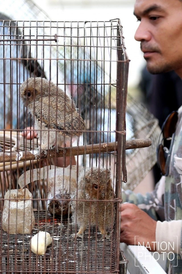 ลูกค่างแว่นถิ่นใต้-ลูกนกเค้าแมวป่าหลังจุด พ้นเงื้อมมือแก๊งล่าสัตว์ป่า