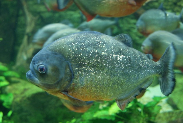 "ครม." ไฟเขียวร่างกฎกระทรวง ห้ามเลี้ยง ปลาปิรันยา - ปลาไหลไฟฟ้า - ปลาดุกไฟฟ้า