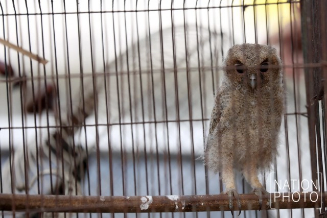 ลูกค่างแว่นถิ่นใต้-ลูกนกเค้าแมวป่าหลังจุด พ้นเงื้อมมือแก๊งล่าสัตว์ป่า