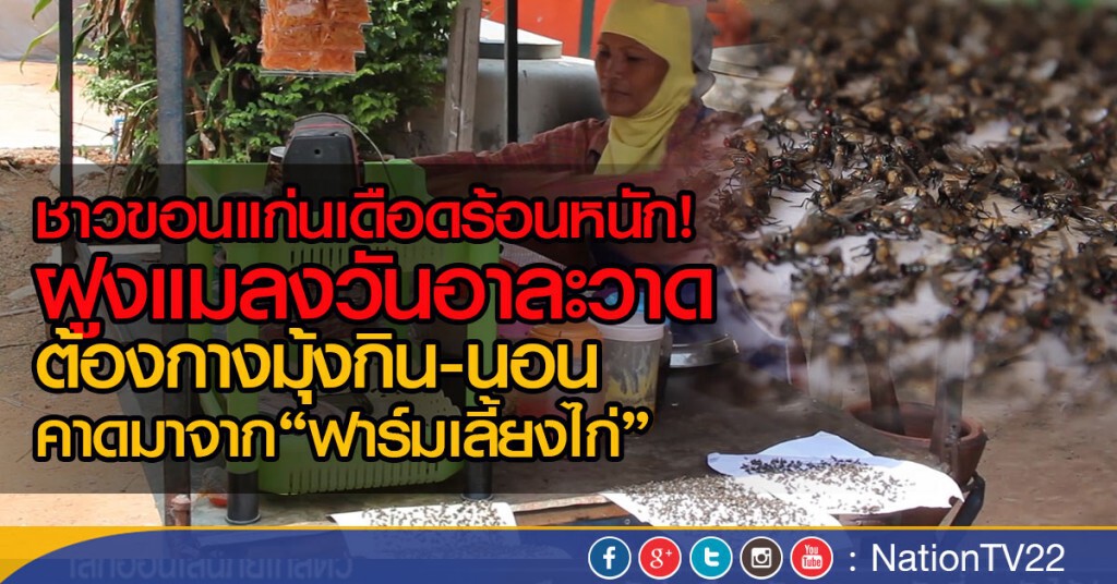 ชาวขอนแก่นเดือดร้อนหนัก! ฝูงแมลงวันอาละวาด
ต้องกางมุ้งกิน-นอน คาดมาจาก"ฟาร์มเลี้ยงไก่" ชาวขอนแก่นเดือดร้อนหนัก! ฝูงแมลงวันอาละวาด
ต้องกางมุ้งกิน-นอน คาดมาจาก"ฟาร์มเลี้ยงไก่"