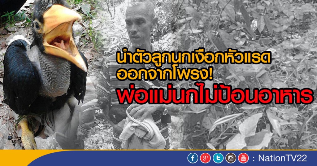 นำตัวลูกนกเงือกหัวแรด ออกจากโพรง! 
พ่อแม่นกไม่ป้อนอาหาร