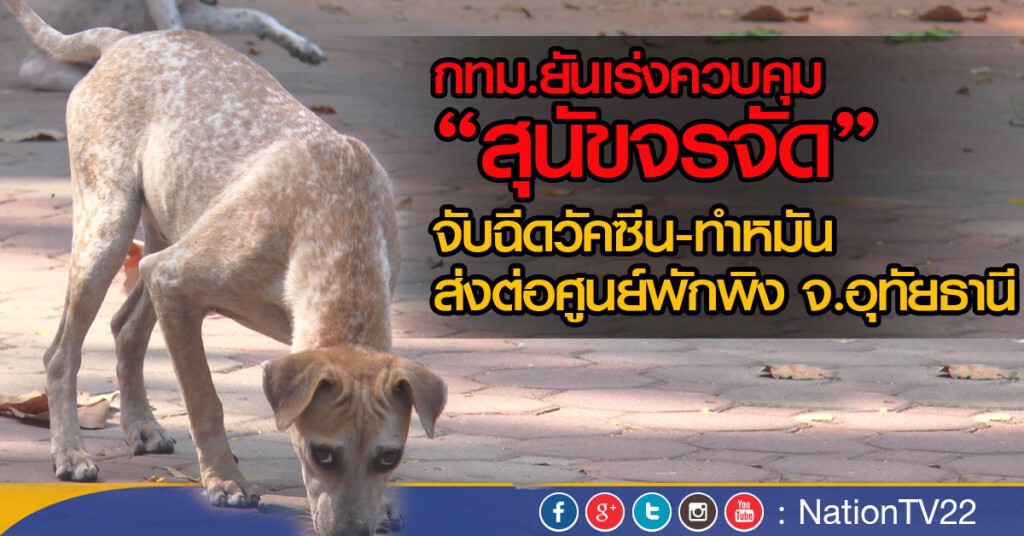 กทม.ยันเร่งควบคุม "สุนัขจรจัด"
จับฉีดวัคซีน-ทำหมัน ส่งต่อศูนย์พักพิงจ.อุทัยธานี