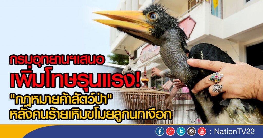 กรมอุทยานฯเสนอเพิ่มโทษรุนแรง!
"กฎหมายค้าสัตว์ป่า"
หลังคนร้ายเหิมขโมยลูกนกเงือก กรมอุทยานฯเสนอเพิ่มโทษรุนแรง!
"กฎหมายค้าสัตว์ป่า"
หลังคนร้ายเหิมขโมยลูกนกเงือก