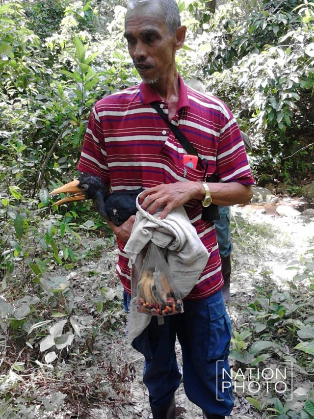 นำตัวลูกนกเงือกหัวแรด ออกจากโพรง! 
พ่อแม่นกไม่ป้อนอาหาร