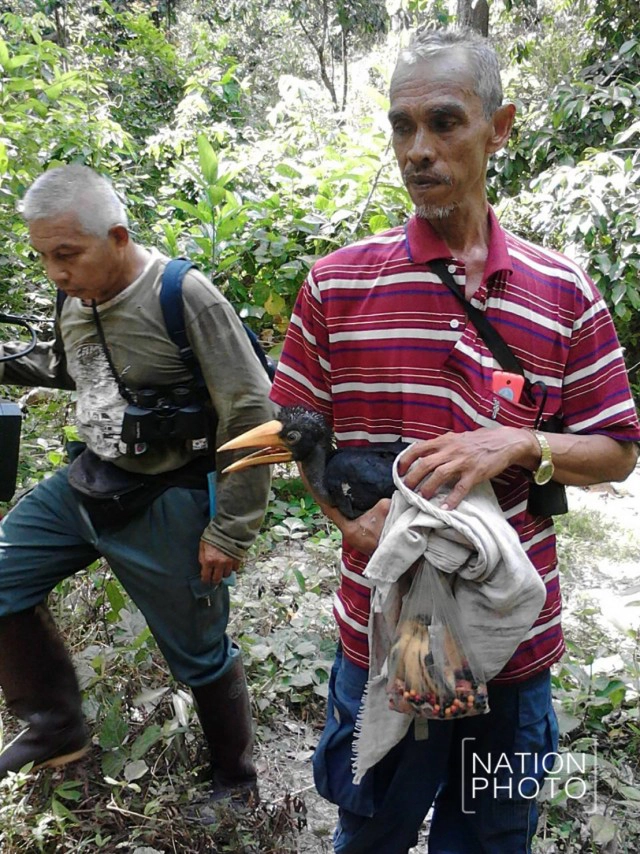 นำตัวลูกนกเงือกหัวแรด ออกจากโพรง! 
พ่อแม่นกไม่ป้อนอาหาร