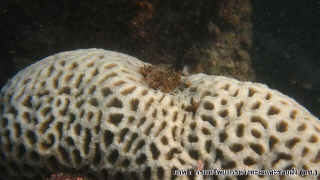 สั่งปิด 16 จุดปะการังฟอกขาว ใน 8 อุทยานแห่งชาติทางทะเล