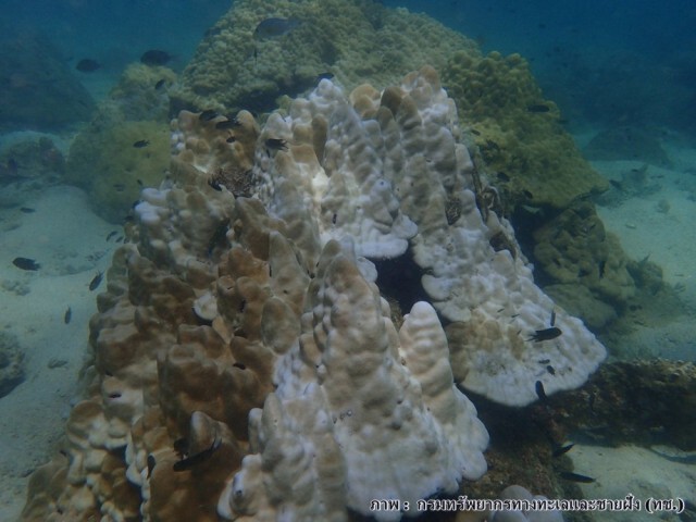 สั่งปิด 16 จุดปะการังฟอกขาว ใน 8 อุทยานแห่งชาติทางทะเล