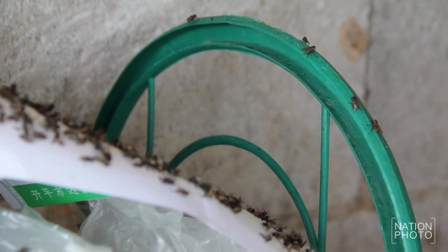 ชาวขอนแก่นเดือดร้อนหนัก!  ฝูงแมลงวันอาละวาด
ต้องกางมุ้งกิน-นอน คาดมาจาก"ฟาร์มเลี้ยงไก่"