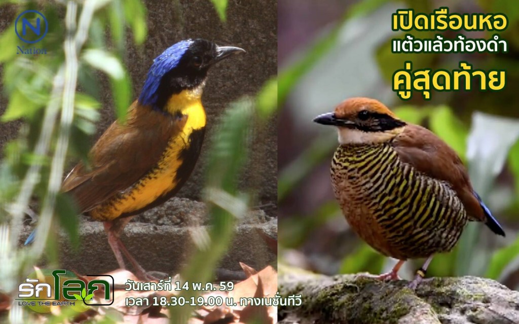 รักโลก ตอน เปิดเรือนหอ "แต้วแล้วท้องดำ" คู่สุดท้าย!