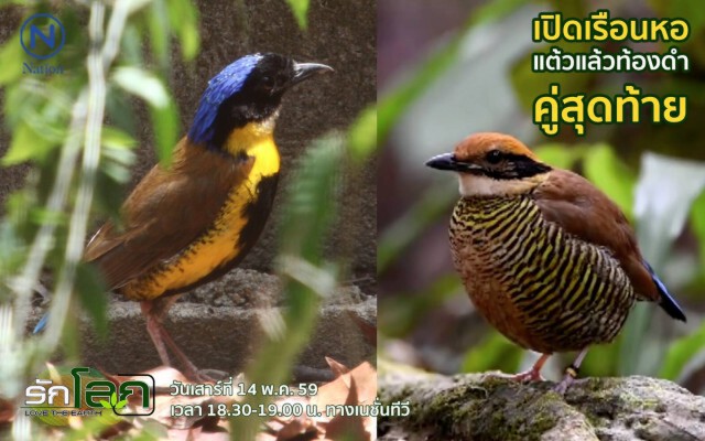 รักโลก ตอน เปิดเรือนหอ "แต้วแล้วท้องดำ" คู่สุดท้าย!