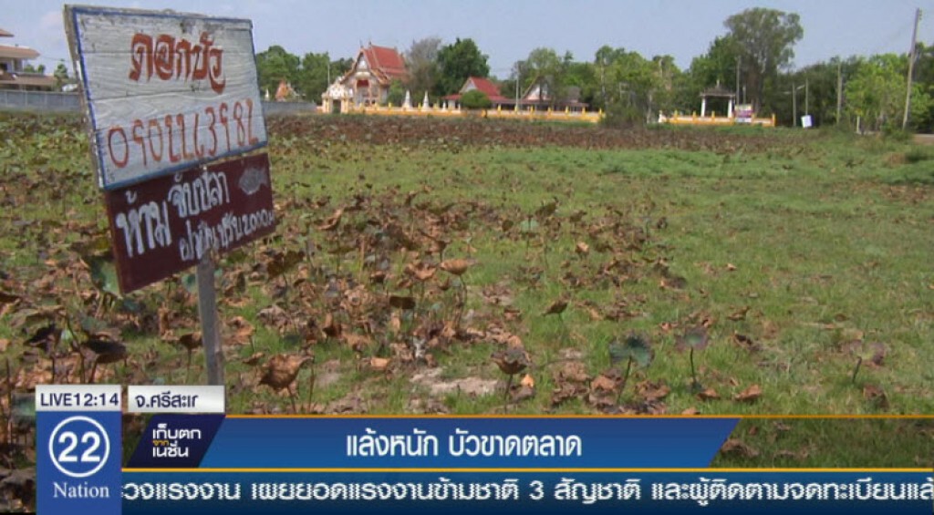 แล้งหนัก บัวขาดตลาด แล้งหนัก บัวขาดตลาด