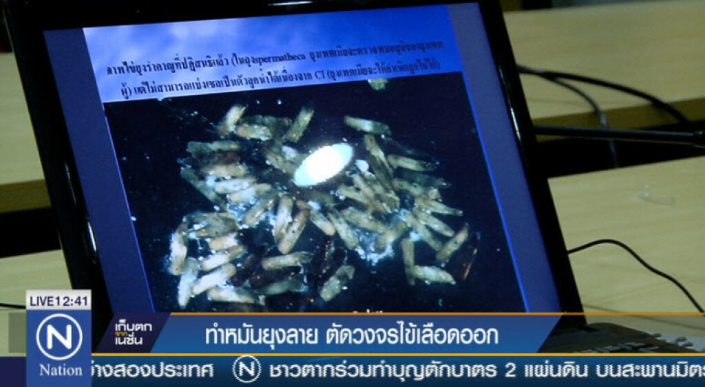 ทำหมันยุงลาย ตัดวงจรไข้เลือดออก ทำหมันยุงลาย ตัดวงจรไข้เลือดออก