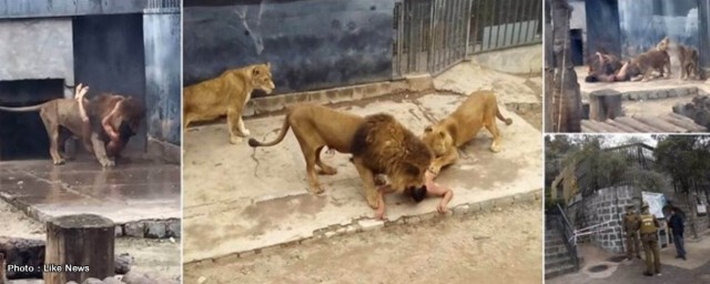 หนุ่มชิลีแก้ผ้าโดดกรงสิงโตฆ่าตัวตาย...แต่ไม่สำเร็จ!