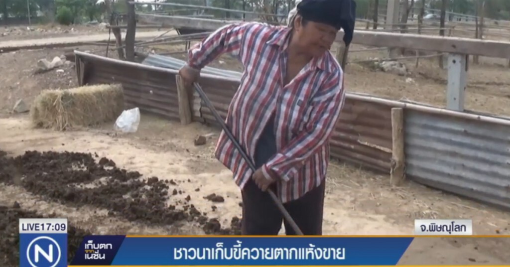 ชาวนาเก็บขี้ควายตากแห้งขาย สร้างรายได้ดี จนไม่พอขาย ชาวนาเก็บขี้ควายตากแห้งขาย สร้างรายได้ดี จนไม่พอขาย