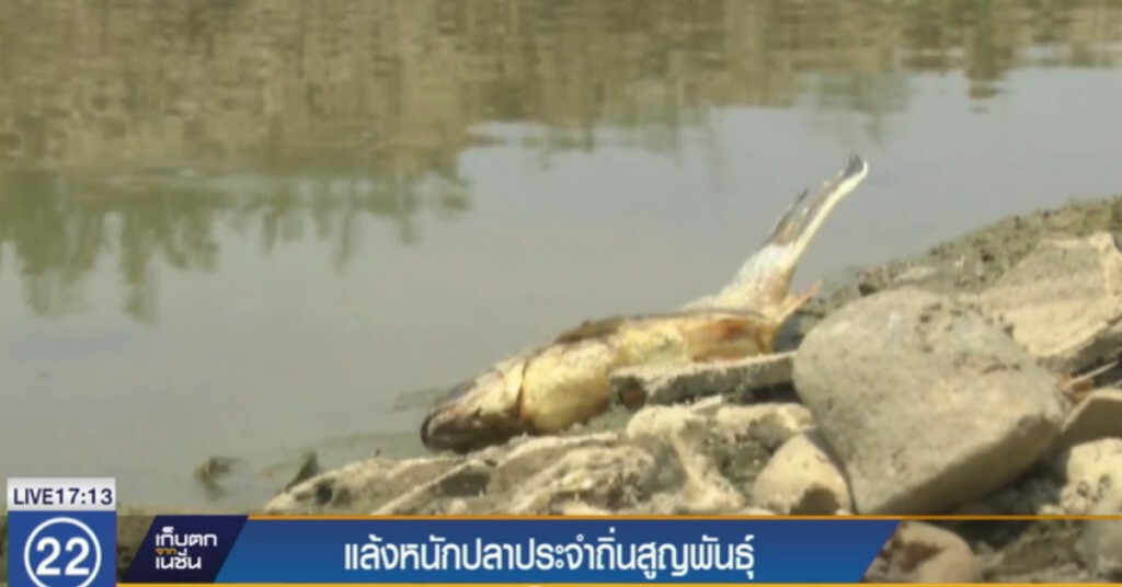 แล้งหนักปลาประจำถิ่นสูญพันธุ์ แล้งหนักปลาประจำถิ่นสูญพันธุ์