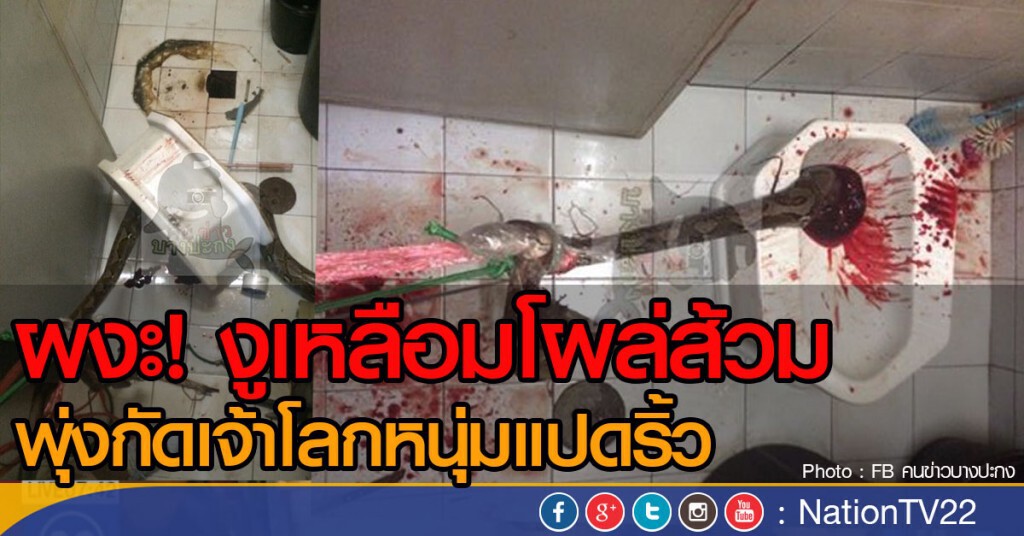 งูเหลือมโผล่ส้วม พุ่งกัดเจ้าโลกหนุ่มแปดริ้ว