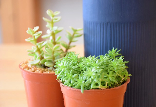 Cafe Lover : COMMON ROOM X ARI พหลโยธินซอย 5