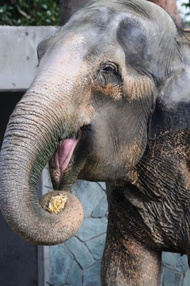 เปิดประวัติ"ฮานาโกะ" "ช้างไทย"ดังไกลในสวนสัตว์ญี่ปุ่น