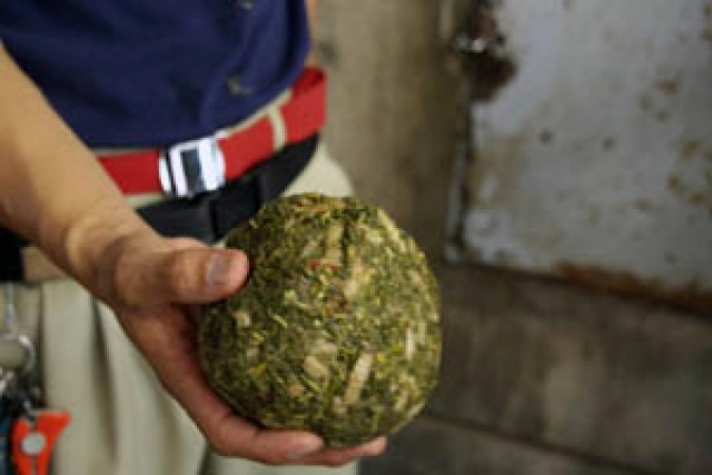 เปิดประวัติ"ฮานาโกะ" "ช้างไทย"ดังไกลในสวนสัตว์ญี่ปุ่น