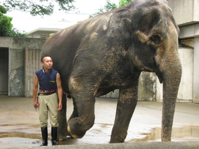 เปิดประวัติ"ฮานาโกะ" "ช้างไทย"ดังไกลในสวนสัตว์ญี่ปุ่น