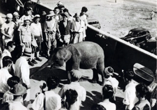 เปิดประวัติ"ฮานาโกะ" "ช้างไทย"ดังไกลในสวนสัตว์ญี่ปุ่น