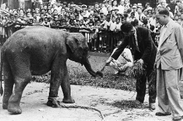 เปิดประวัติ"ฮานาโกะ" "ช้างไทย"ดังไกลในสวนสัตว์ญี่ปุ่น