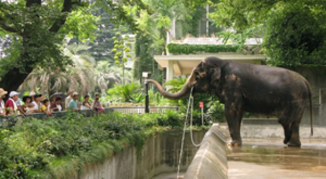 เปิดประวัติ"ฮานาโกะ" "ช้างไทย"ดังไกลในสวนสัตว์ญี่ปุ่น