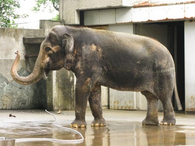 เปิดประวัติ"ฮานาโกะ" "ช้างไทย"ดังไกลในสวนสัตว์ญี่ปุ่น