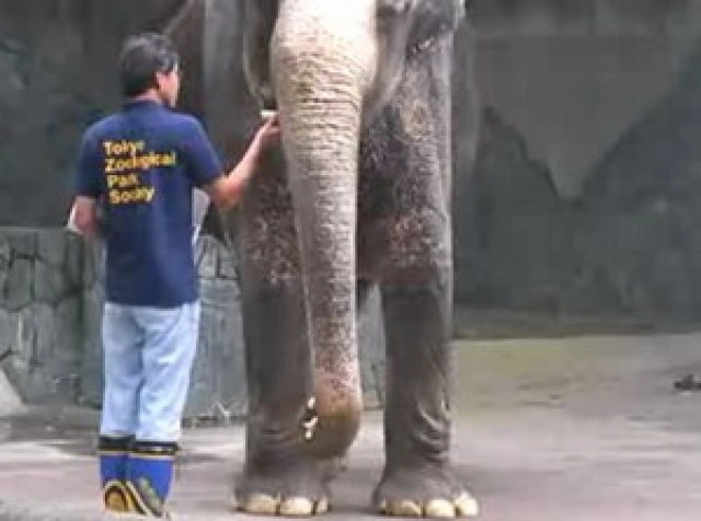 เปิดประวัติ"ฮานาโกะ" "ช้างไทย"ดังไกลในสวนสัตว์ญี่ปุ่น