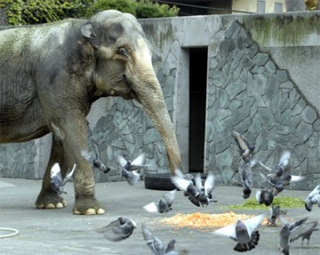 เปิดประวัติ"ฮานาโกะ" "ช้างไทย"ดังไกลในสวนสัตว์ญี่ปุ่น