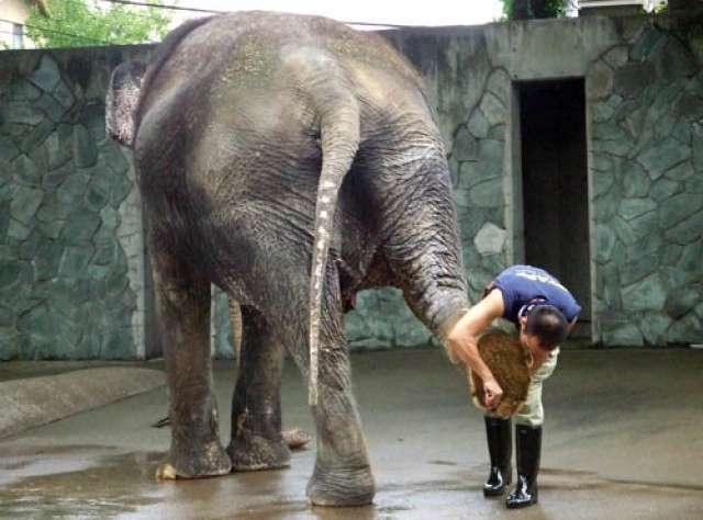 เปิดประวัติ"ฮานาโกะ" "ช้างไทย"ดังไกลในสวนสัตว์ญี่ปุ่น