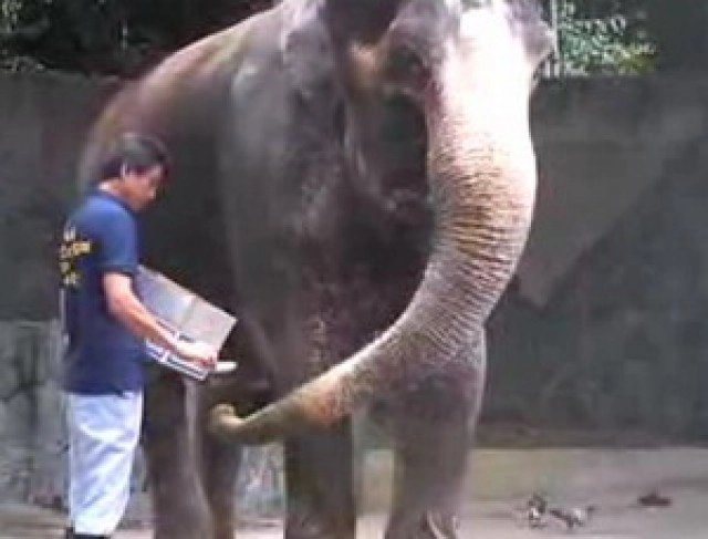 เปิดประวัติ"ฮานาโกะ" "ช้างไทย"ดังไกลในสวนสัตว์ญี่ปุ่น