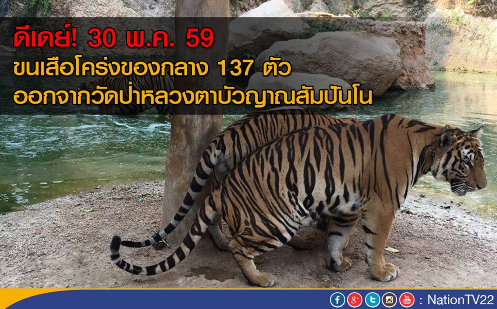 ดีเดย์! 30 พ.ค.นี้ ขนเสือโคร่งของกลาง 137 ตัว ดีเดย์! 30 พ.ค.นี้ ขนเสือโคร่งของกลาง 137 ตัว