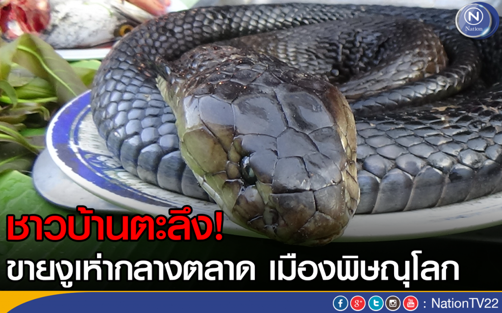 ชาวบ้านตะลึง....ขายงูเห่ากลางตลาด เมืองพิษณุโลก ชาวบ้านตะลึง....ขายงูเห่ากลางตลาด เมืองพิษณุโลก