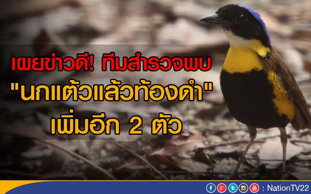 เผยข่าวดี! ทีมสำรวจพบ "นกแต้วแล้วท้องดำ" เพิ่มอีก 2 ตัว