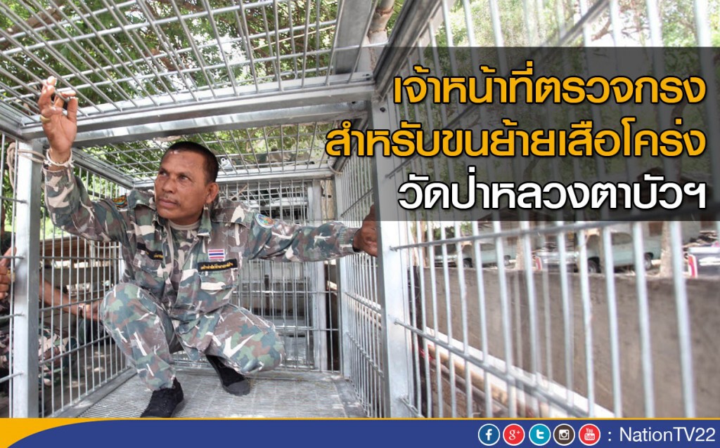 เจ้าหน้าที่ตรวจกรงสำหรับขนย้ายเสือโคร่ง วัดป่าหลวงตาบัวฯ เจ้าหน้าที่ตรวจกรงสำหรับขนย้ายเสือโคร่ง วัดป่าหลวงตาบัวฯ