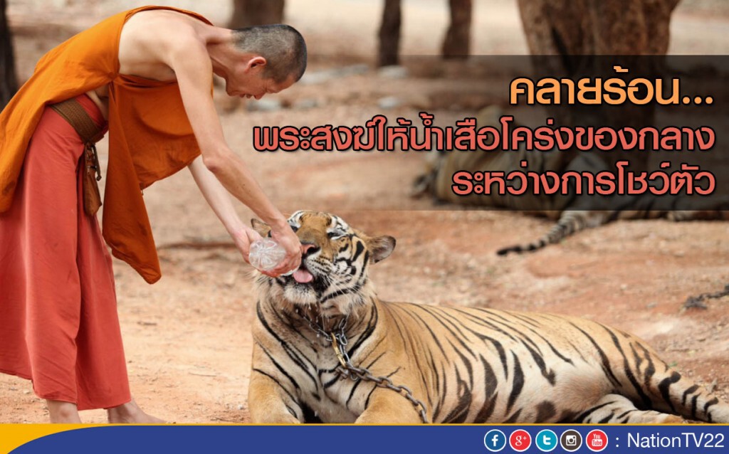 พระสงฆ์ให้น้ำเสือโคร่งของกลางคลายร้อน ระหว่างการโชว์ตัว พระสงฆ์ให้น้ำเสือโคร่งของกลางคลายร้อน ระหว่างการโชว์ตัว