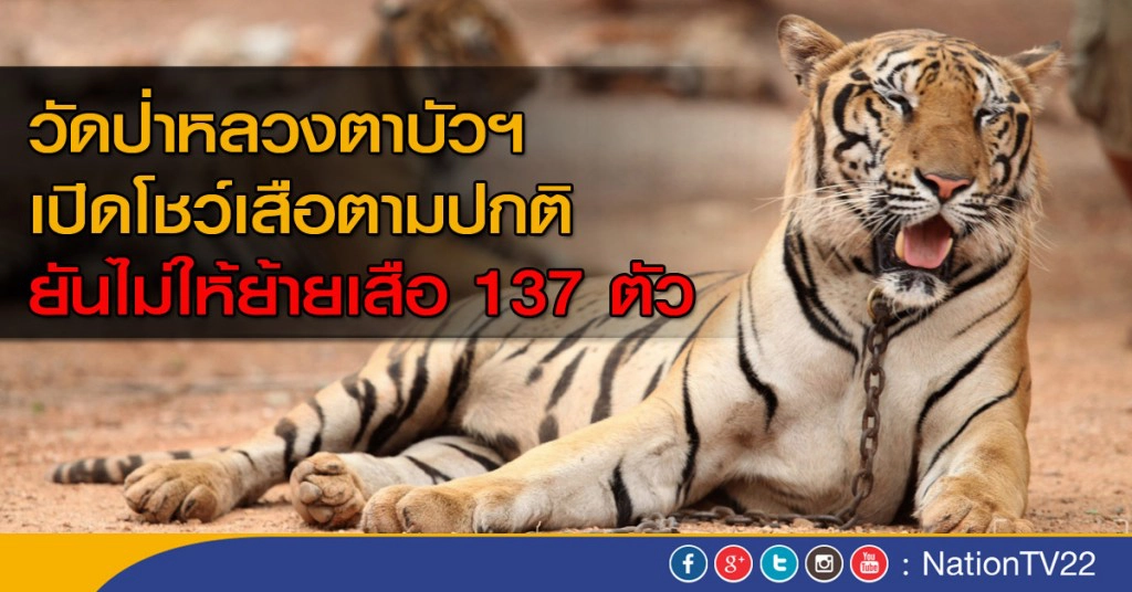 วัดป่าหลวงตาบัวฯ ไม่ให้ย้ายเสือ 137 ตัว วัดป่าหลวงตาบัวฯ ไม่ให้ย้ายเสือ 137 ตัว