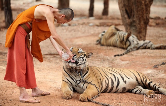 พระสงฆ์ให้น้ำเสือโคร่งของกลางคลายร้อน ระหว่างการโชว์ตัว