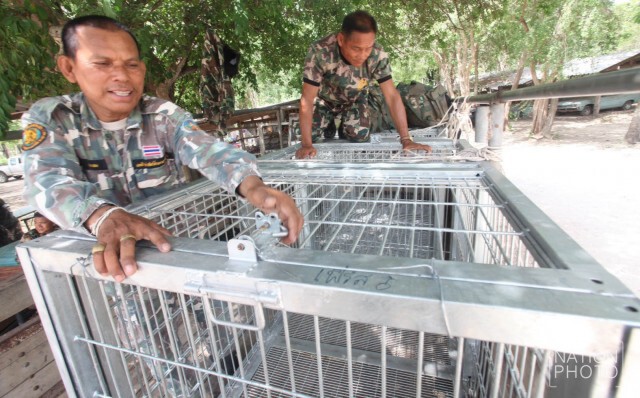 เจ้าหน้าที่ตรวจกรงสำหรับขนย้ายเสือโคร่ง วัดป่าหลวงตาบัวฯ