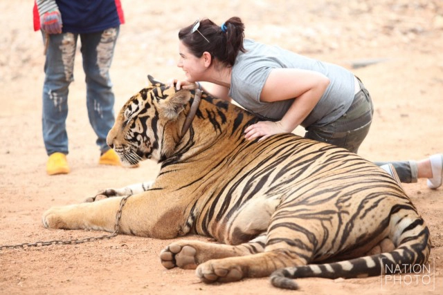 วัดป่าหลวงตาบัวฯ ไม่ให้ย้ายเสือ 137 ตัว