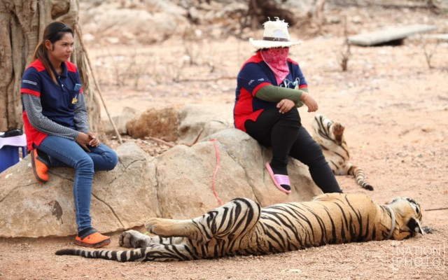 วัดป่าหลวงตาบัวฯ ไม่ให้ย้ายเสือ 137 ตัว